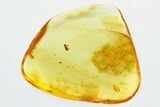 Fossil Ant-Like Leaf Beetle (Aderidae) in Baltic Amber #335679-1